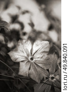 beautiful flower clematis. Close-up. Стоковое фото, агентство Ingram Publishing / Фотобанк Лори