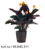 Eternal flame flower (calathea crocata) in dark flowerpot on white background. Стоковое фото, агентство Ingram Publishing / Фотобанк Лори