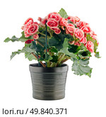 Pink begonia plant in a dark flowerpot on white background. Стоковое фото, агентство Ingram Publishing / Фотобанк Лори