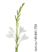 A fragment of white lilies ’ bunch on a white background. zephyranthes candida. Стоковое фото, агентство Ingram Publishing / Фотобанк Лори