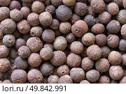 Allspice background. Стоковое фото, агентство Ingram Publishing / Фотобанк Лори