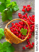 Red currant. Стоковое фото, агентство Ingram Publishing / Фотобанк Лори