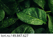 Fresh Green Spinach Leaves Glistening With Water Droplets After Recent Rain. Стоковое AI-изображение, AI-художник Юлия Гапеенко / Фотобанк Лори