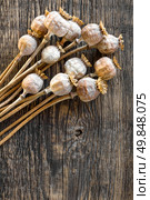 Poppy heads. Стоковое фото, агентство Ingram Publishing / Фотобанк Лори