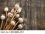 Poppy heads. Стоковое фото, агентство Ingram Publishing / Фотобанк Лори