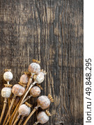 Poppy heads. Стоковое фото, агентство Ingram Publishing / Фотобанк Лори