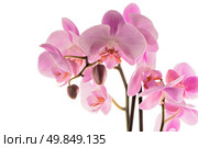 Closeup detail of pink orchid isolated on white background. Стоковое фото, агентство Ingram Publishing / Фотобанк Лори