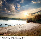 Geese floating in a rural lake at sunset. Стоковое фото, агентство Ingram Publishing / Фотобанк Лори