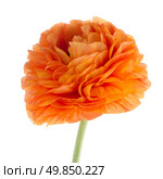 Beautiful orange eustoma isolated on white background. Стоковое фото, агентство Ingram Publishing / Фотобанк Лори