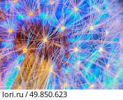 Dandelion with a beautiful blue backlight. macro. Стоковое фото, агентство Ingram Publishing / Фотобанк Лори