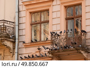 old window and a balcony with pigeons. close-up. Стоковое фото, агентство Ingram Publishing / Фотобанк Лори