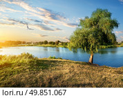 Bird and osier near river at the sunset. Стоковое фото, агентство Ingram Publishing / Фотобанк Лори