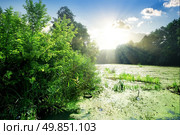Algae in river at sunny day in summer. Стоковое фото, агентство Ingram Publishing / Фотобанк Лори