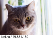 home cute striped cat at the window. Стоковое фото, агентство Ingram Publishing / Фотобанк Лори