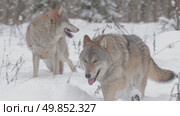 Волк серый животные бегают по снегу в зимнем лесу, Canis lupus. Стоковое видео, видеограф Дмитрий Якубович / Фотобанк Лори