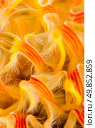 Yellow Pincushion Protea flower closeup. Стоковое фото, агентство Ingram Publishing / Фотобанк Лори