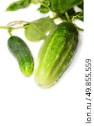 two green cucumber on a white background. Стоковое фото, агентство Ingram Publishing / Фотобанк Лори