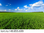 Field. Стоковое фото, агентство Ingram Publishing / Фотобанк Лори