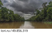 A calm river in a tropical rain forest. Thickets of green jungle trees on the shores. Dark clouds in the sky. Reflection on the surface of brown water. Malaysia. Borneo. Sandakan. Kinabatangan River. Стоковое фото, фотограф Вера Ивановна Кубарева / Фотобанк Лори