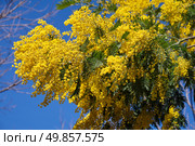 Дерево мимозы в цвету. Цветы мимозы на фоне голубого неба. Acacia dealbata tree in blossom. This plant with yellow flowers is also known as mimosa. Стоковое фото, фотограф Сергей Пристяжнюк (Serg Zastavkin) / Фотобанк Лори