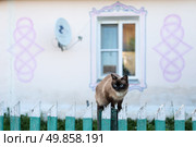 Кошка на заборе у деревенского дома. Стоковое фото, фотограф Донат Сорокин / ТАСС / Фотобанк Лори