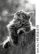 A black and white cat resting comfortably on a wall, looking relaxed and observant. Стоковое AI-изображение, AI-художник Данила Большаков / Фотобанк Лори
