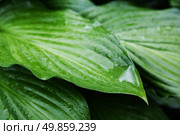 leaves of beautiful plant hosts with drops of rain. background outdoors. Стоковое фото, агентство Ingram Publishing / Фотобанк Лори