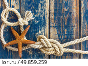 Sea shells. Стоковое фото, агентство Ingram Publishing / Фотобанк Лори