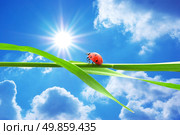 Ladybug looking on the sun. Conceptual design. Стоковое фото, агентство Ingram Publishing / Фотобанк Лори
