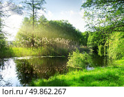 Dry reeds on river in sunny morning. Стоковое фото, агентство Ingram Publishing / Фотобанк Лори