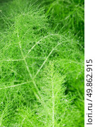 beautiful feathery green leaves of fennel. abstract background. Стоковое фото, агентство Ingram Publishing / Фотобанк Лори