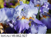 beautiful flower iris closeup. blue, orange, purple. Стоковое фото, агентство Ingram Publishing / Фотобанк Лори