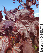 Acer platanoides is a Norway Maple Royal red. Стоковое фото, фотограф Володина Ольга / Фотобанк Лори