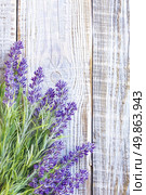 lavender. Стоковое фото, агентство Ingram Publishing / Фотобанк Лори