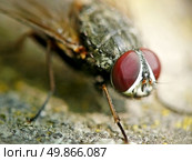 Macro fly. Element of design. Стоковое фото, агентство Ingram Publishing / Фотобанк Лори