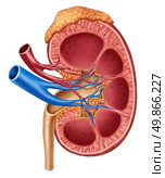 Human kidney medical diagram with a cross section of the inner organ with red and blue arteries and adrenal gland as a hrealth care and medical illustration of the inside anatomy of the urinary system isolated on a white background. Стоковое фото, агентство Ingram Publishing / Фотобанк Лори