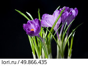 crocus bouquet isolated on black. Стоковое фото, агентство Ingram Publishing / Фотобанк Лори