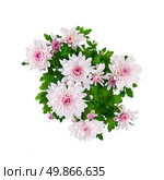 purple chrysanthemum bouquet isolated on white. Стоковое фото, агентство Ingram Publishing / Фотобанк Лори