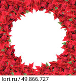 christmas frame from poinsettias isolated on white. Стоковое фото, агентство Ingram Publishing / Фотобанк Лори