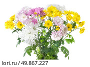 chrysanthemum bouquet isolated on white. Стоковое фото, агентство Ingram Publishing / Фотобанк Лори