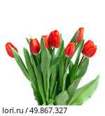 close-up red tulips isolated on white. Стоковое фото, агентство Ingram Publishing / Фотобанк Лори