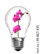 Natural energy concept. Light bulb with pink orchid isolated on white. Стоковое фото, агентство Ingram Publishing / Фотобанк Лори