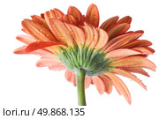 Red daisy-gerbera with water drops isolated on white. Стоковое фото, агентство Ingram Publishing / Фотобанк Лори