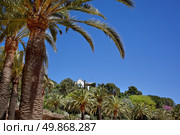 Green palm tree in Park Guell, Barcelona, Spain. Стоковое фото, агентство Ingram Publishing / Фотобанк Лори