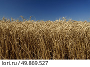 Field of gold wheat and blue sky. Стоковое фото, агентство Ingram Publishing / Фотобанк Лори