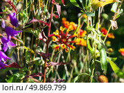 Многолетний цветок Гайлардия (Gaillardia), осенний сад, октябрь. Волгоградская область, Россия. Стоковое фото, фотограф Андрей Цыганков / Фотобанк Лори