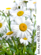 white chamomiles. Стоковое фото, агентство Ingram Publishing / Фотобанк Лори