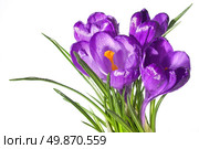 crocus bouquet with water drops isolated on white. Стоковое фото, агентство Ingram Publishing / Фотобанк Лори