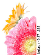 Pink daisy-gerbera with water drops isolated on white. Стоковое фото, агентство Ingram Publishing / Фотобанк Лори