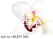 white orchid isolated on white. Стоковое фото, агентство Ingram Publishing / Фотобанк Лори